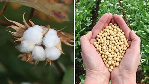 Cotton Soybean
