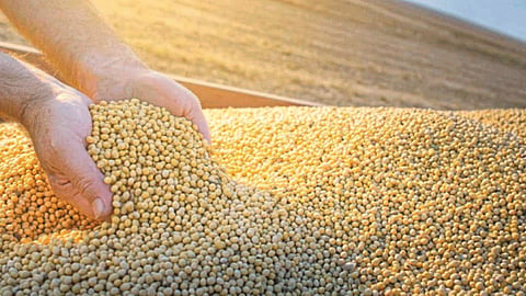 Soybean, Chana Futures Ban