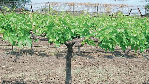 Grape Disease
