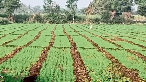Rabi season