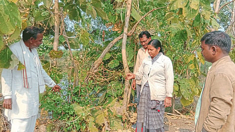 Indian Agriculture