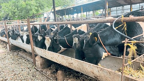 Dairy Business