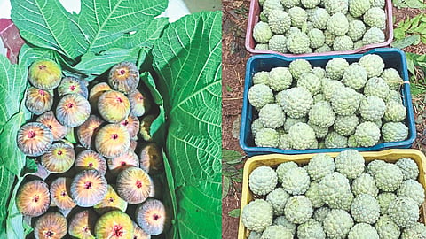 CusterdApple And Fig Marketing