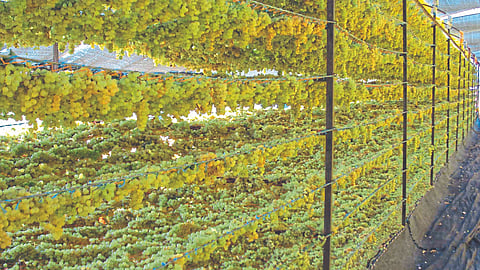 Raisin Production | Grape Season
