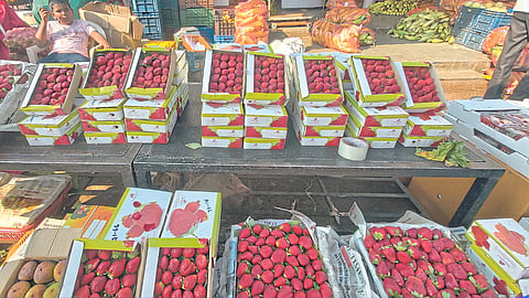 Strawberry Farming