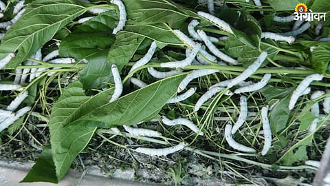 Silk Farming
