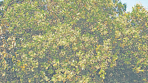 Mango Production