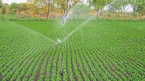 Groundnut Crop