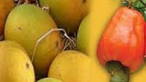 Cold Ripening Benefits