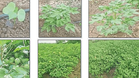 Cotton Cultivation
