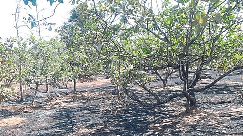 Cashew Crop