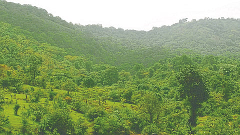 Conservation Of Biodiversity