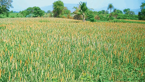 Millet Sowing