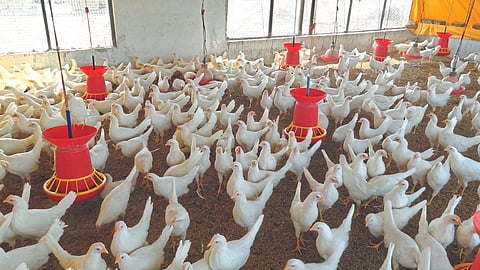 Poultry