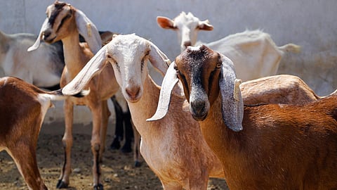 Goat Farming