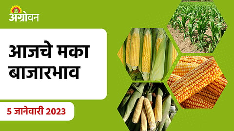 Maize Rate Today