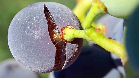 Vineyard Management