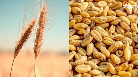 Wheat Market