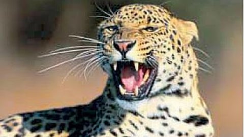 Leopard Terror