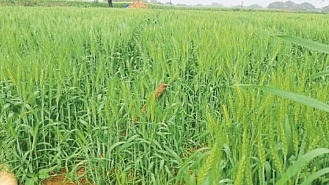 Wheat Crop