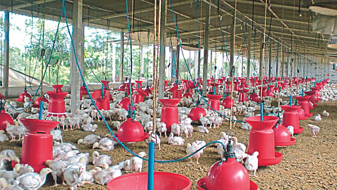 Poultry Management