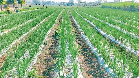Onion Cultivation