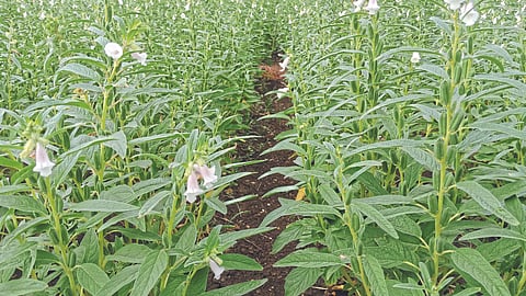 Sesame Sowing