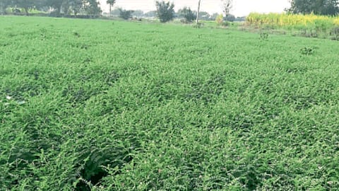 Chana Sowing