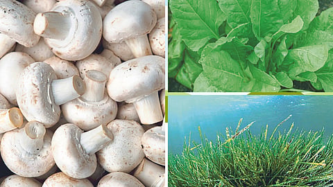 Veg Protein Source