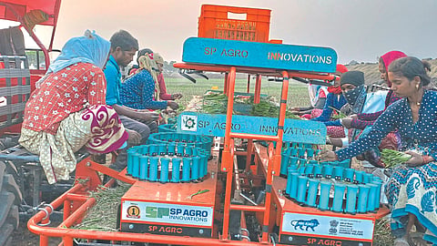 Onion Planter in Nashik