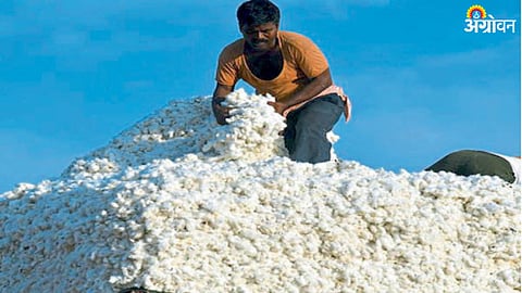 Cotton Rate