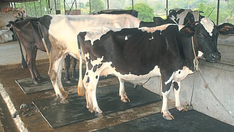 Artificial Insemination