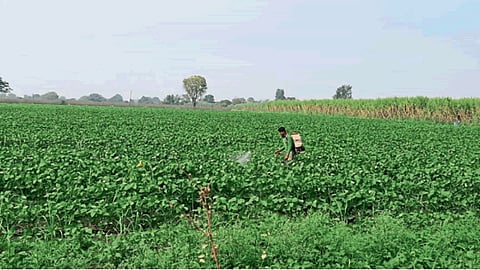Summer Soybean
