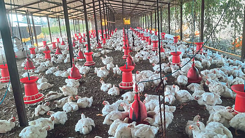 Poultry Farming