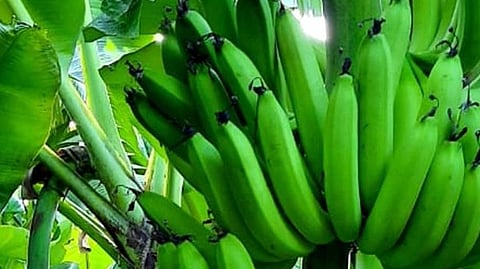 Banana Harvesting