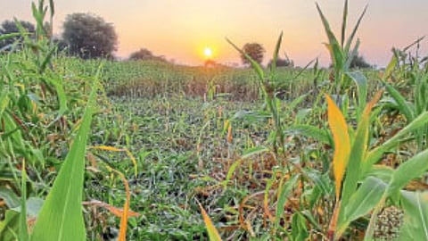 Crop Damage