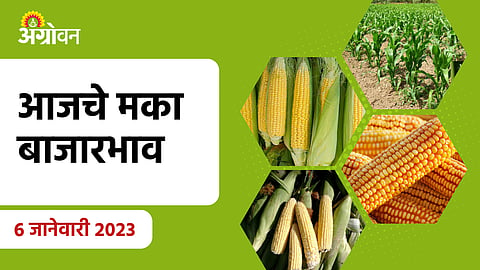 Maize Rate