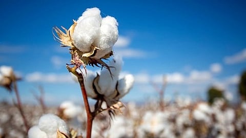 Cotton Rate