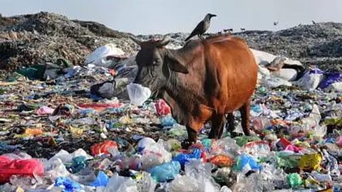Plastic Waste