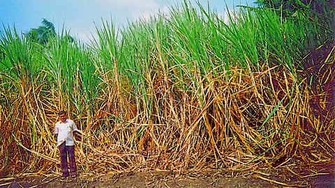 Sugarcane Farming