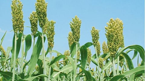 Jowar Sowing