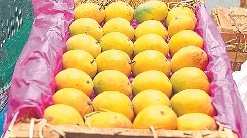 Hapus Mango