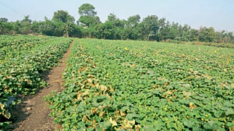 Muskmelon