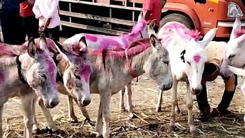 Donkey Market