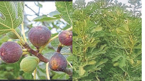 Fig Farming