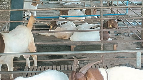 Goat Rearing