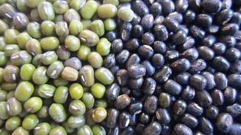 Pulses Production