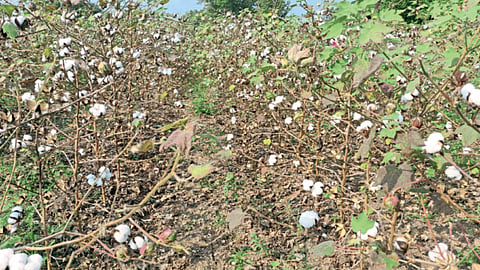 Cotton Fardad