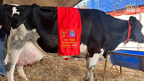 Milk Production