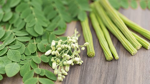 Moringa Farming